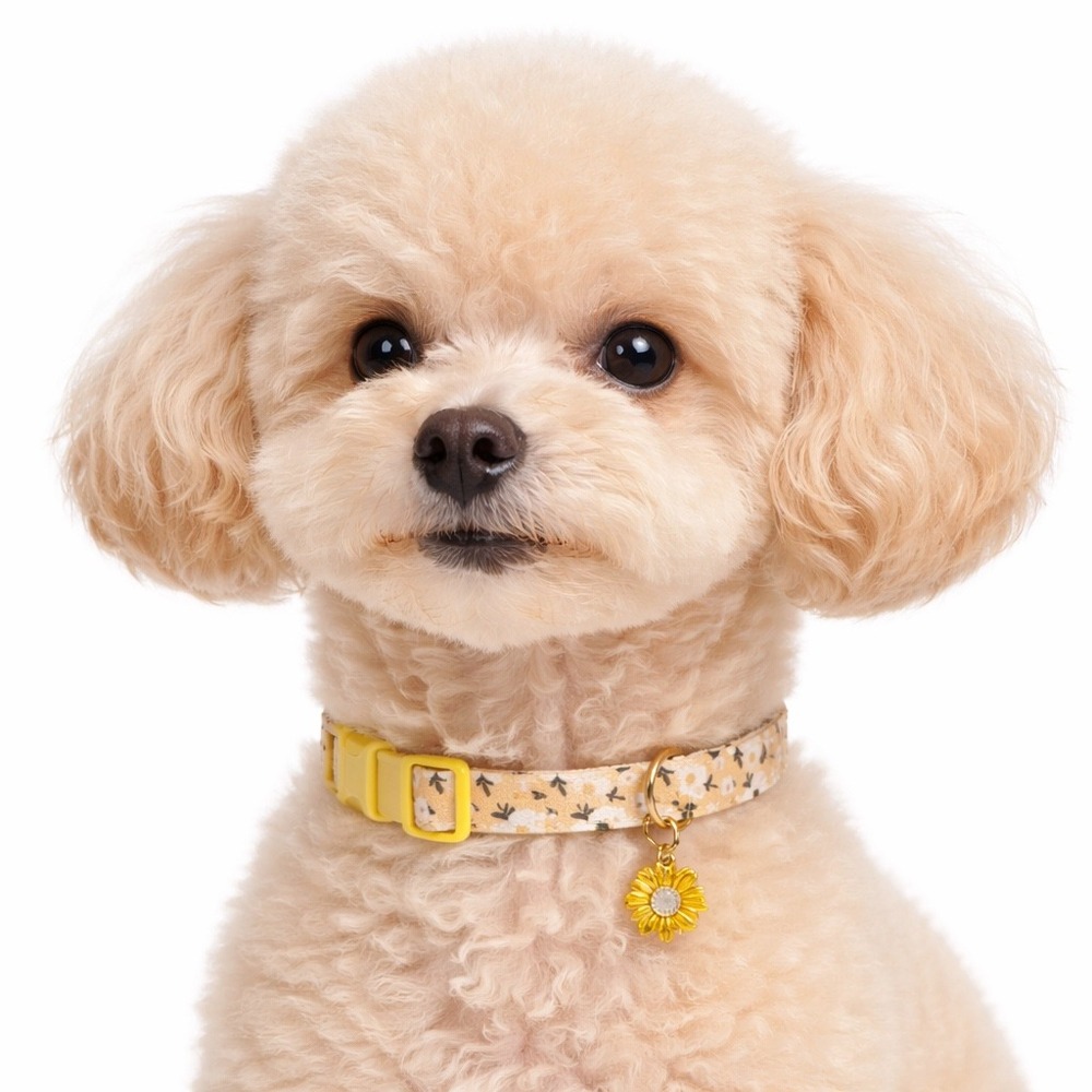 Raisingwell Yellow Floral Dog Collar Small Adjustable with Daisy Charm New